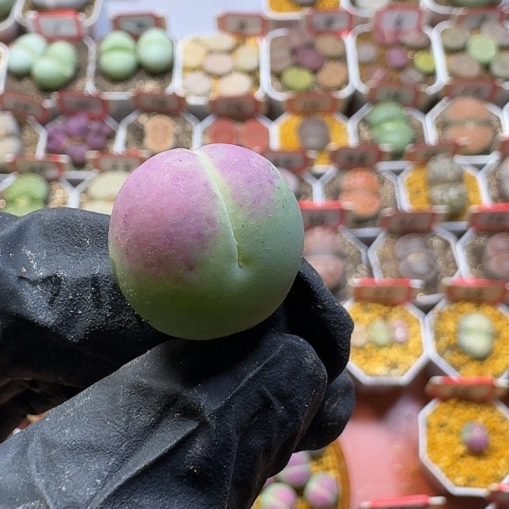 小***妹生石花33:：：。  13号