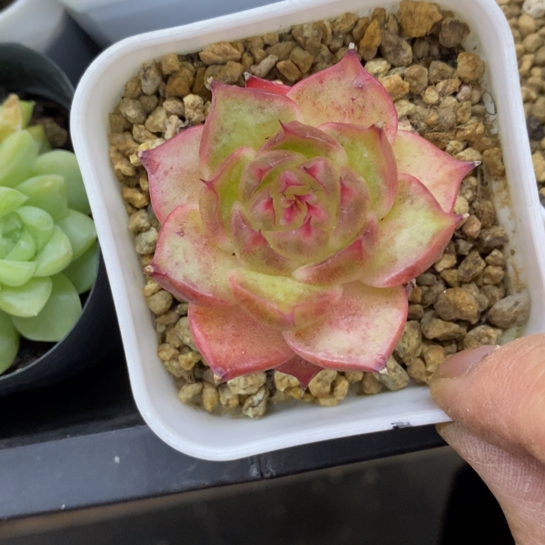 精品多肉一物一拍不包整277