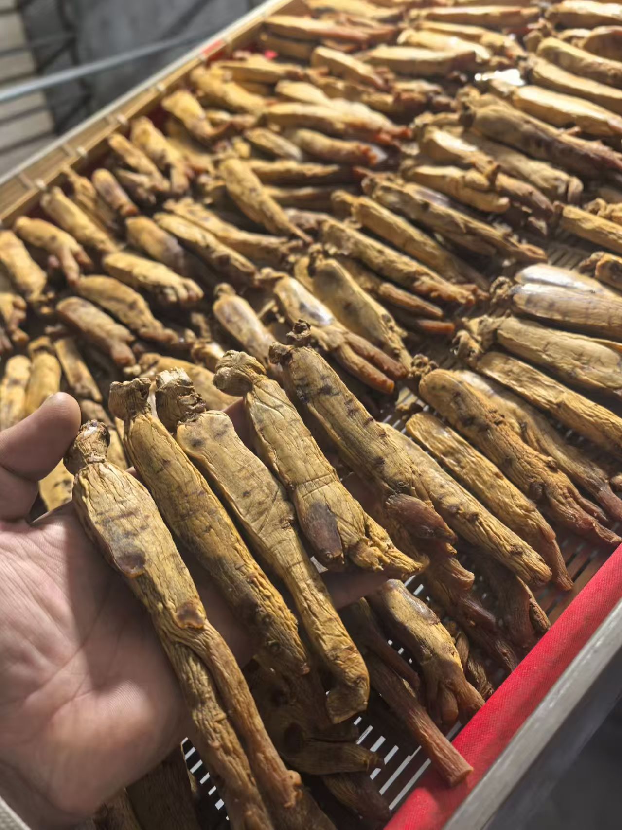 高丽参 又名别直参 