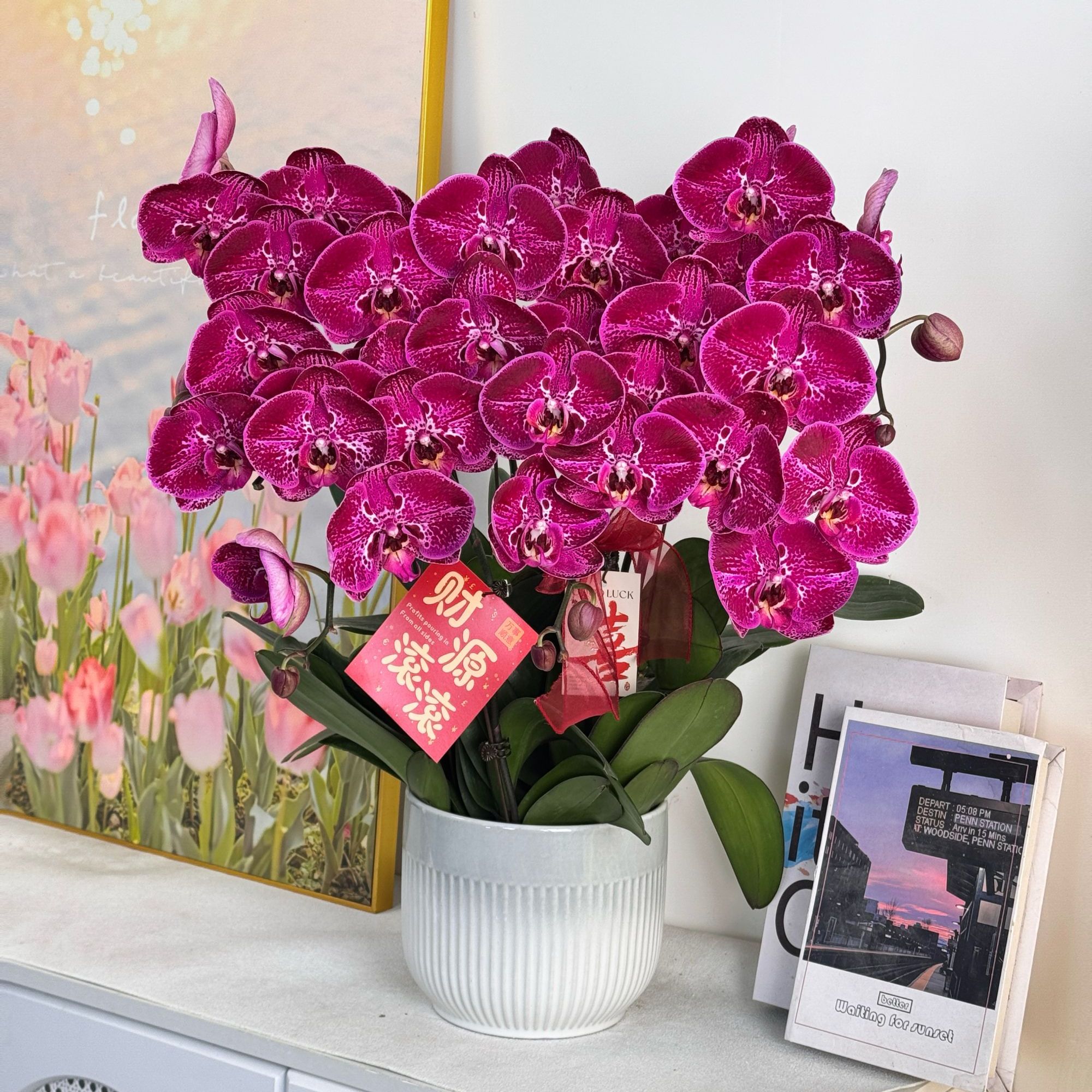 妗画【大财主】半花 半花苞紫色优雅高贵系列蝴蝶兰 好养带花带花苞