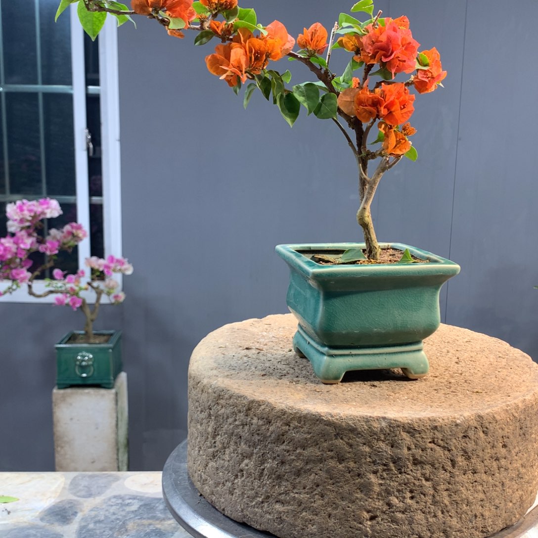 大量花朵（建议范围：8朵-15朵 或40%以上）