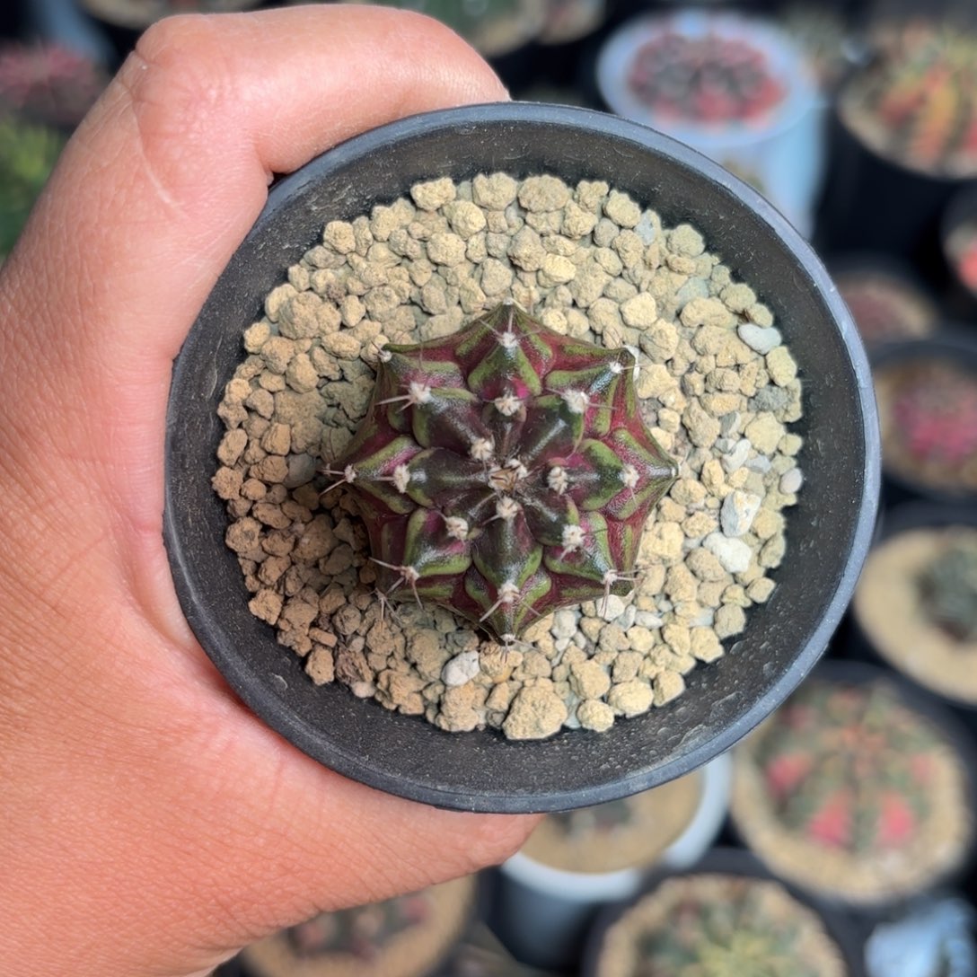 泰系米哈仙人球39