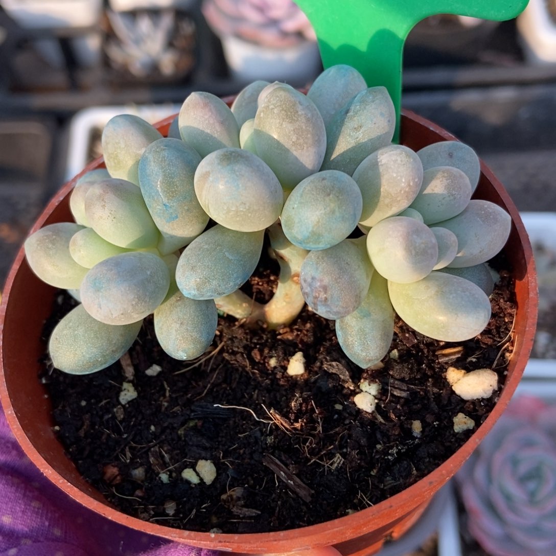 931彩虹奶酪多肉植物