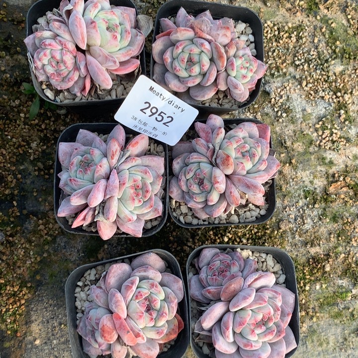 2952六颗微瑕疵脱土包邮