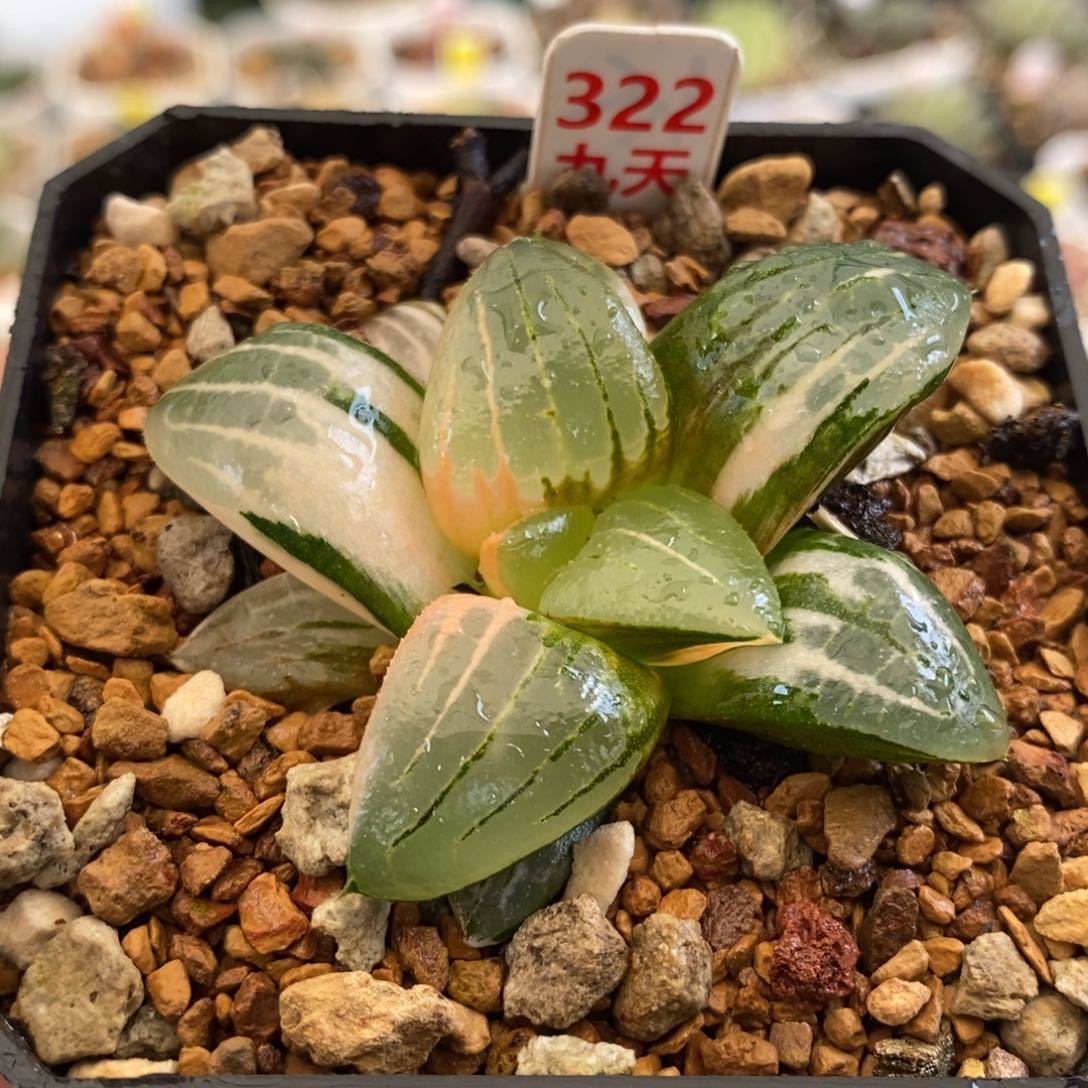 322号阿房宫锦多肉