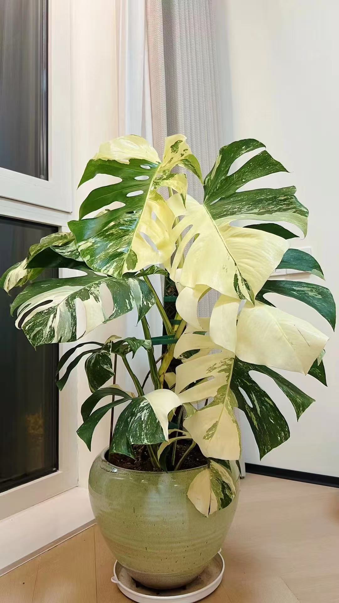 白锦龟背竹一物一拍 【 看清选择扣手机尾号后四位轻微叶损不售后）