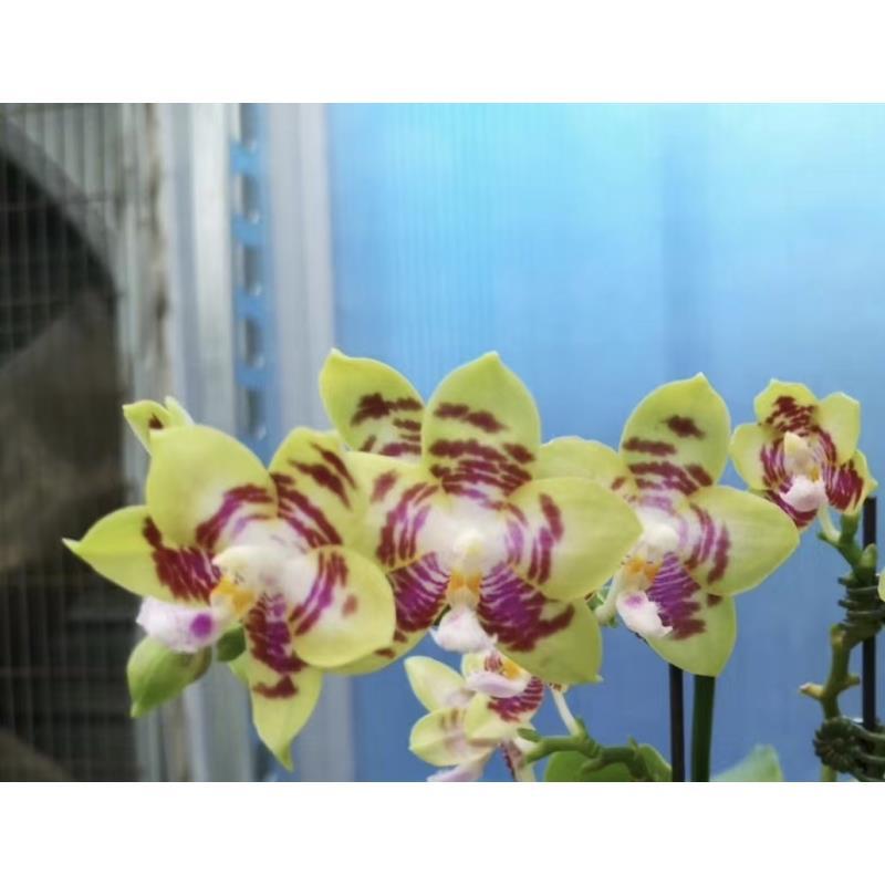 1.7寸 星空 (苗)1.7寸 星空 (苗)