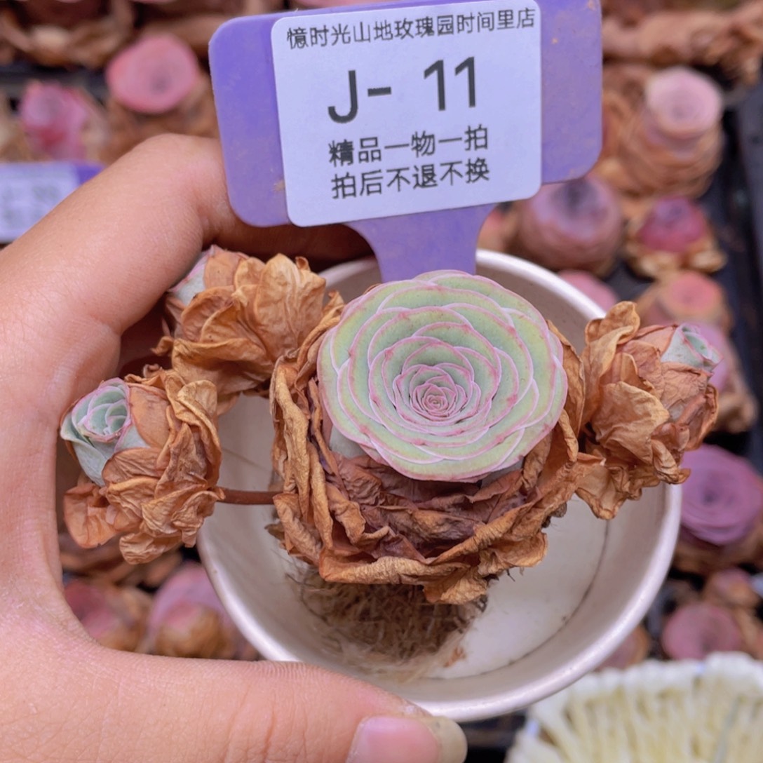 庞***贝山地玫瑰J11满38包邮裸根发货