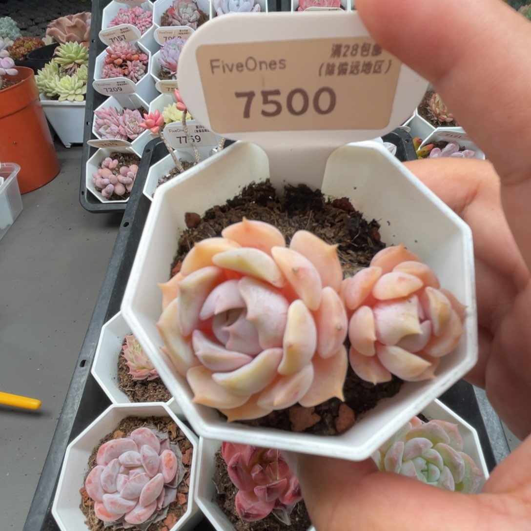 7500露娜莲4.5厘米