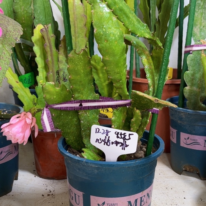 当前无花栽培后可以开花心****?小粉