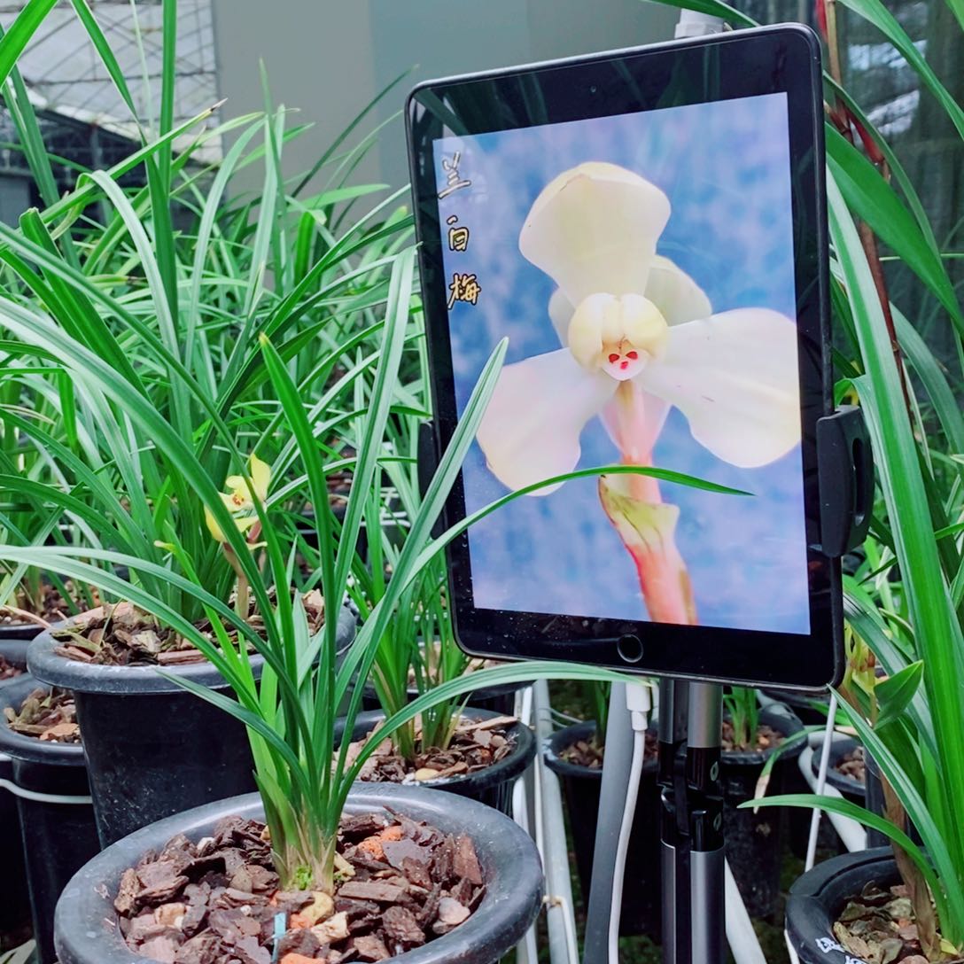 大部分花苞少量开放