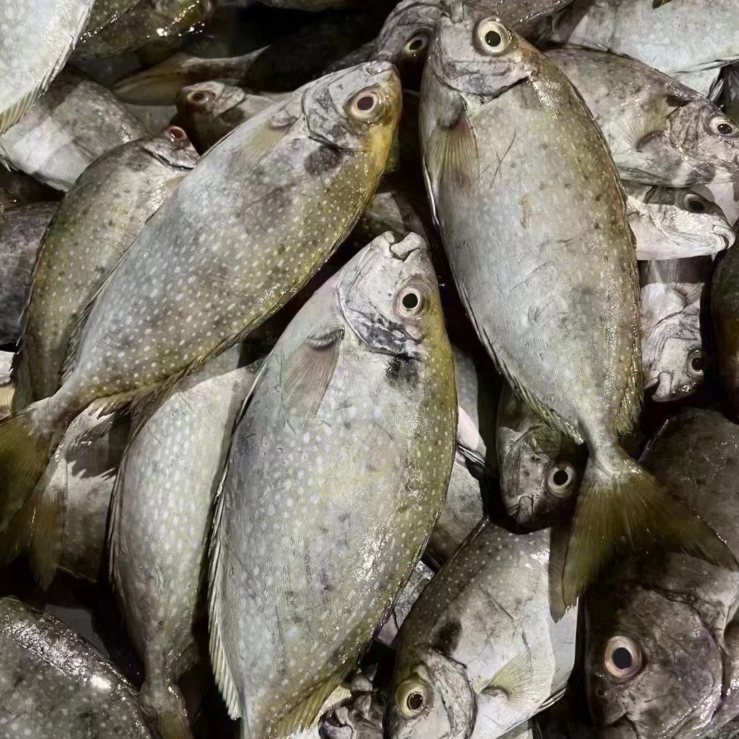 【卡滨精选】黄提鱼口提鱼