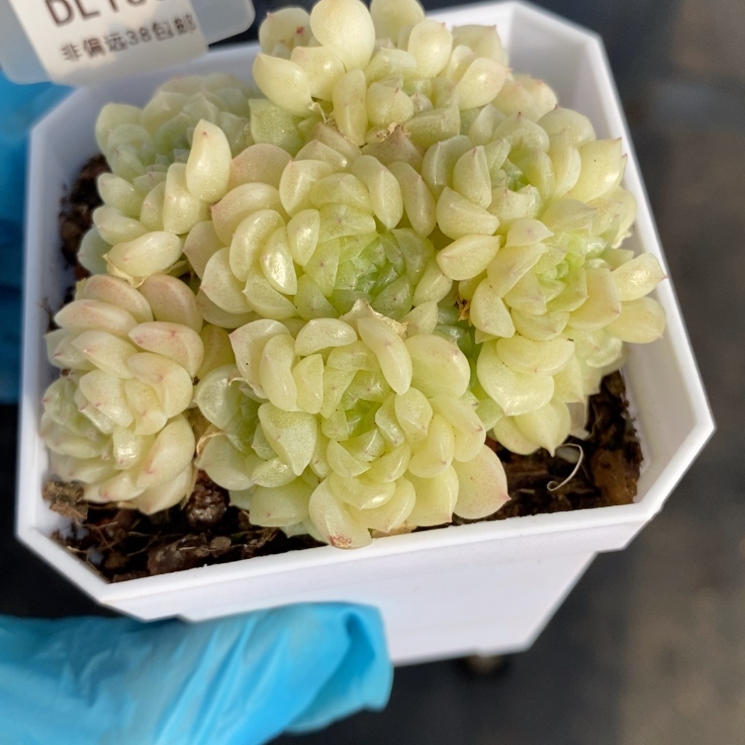 150东篱下多肉植物盆栽