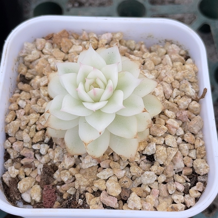 黑水晶宽锦一物一拍