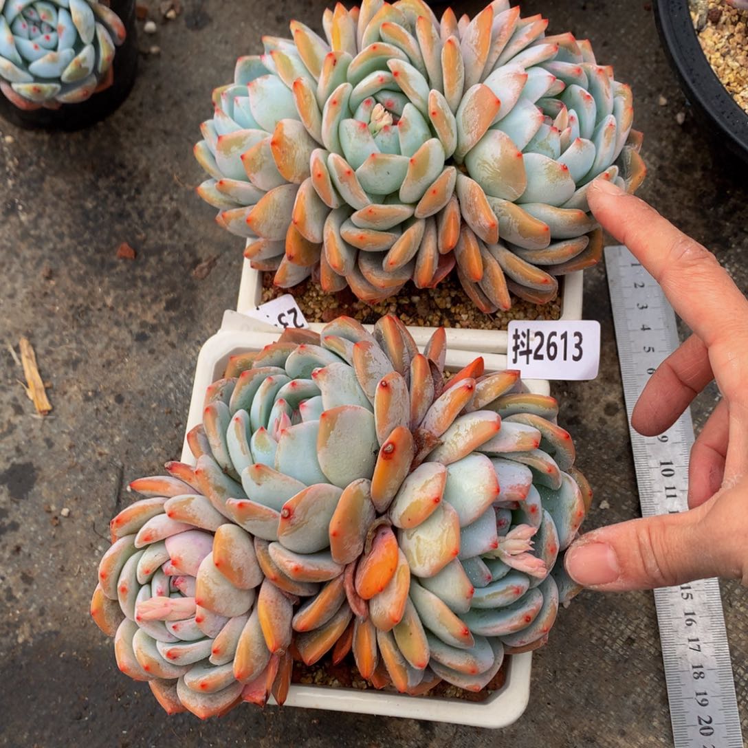 2613两个一起玩一起去看看是不是