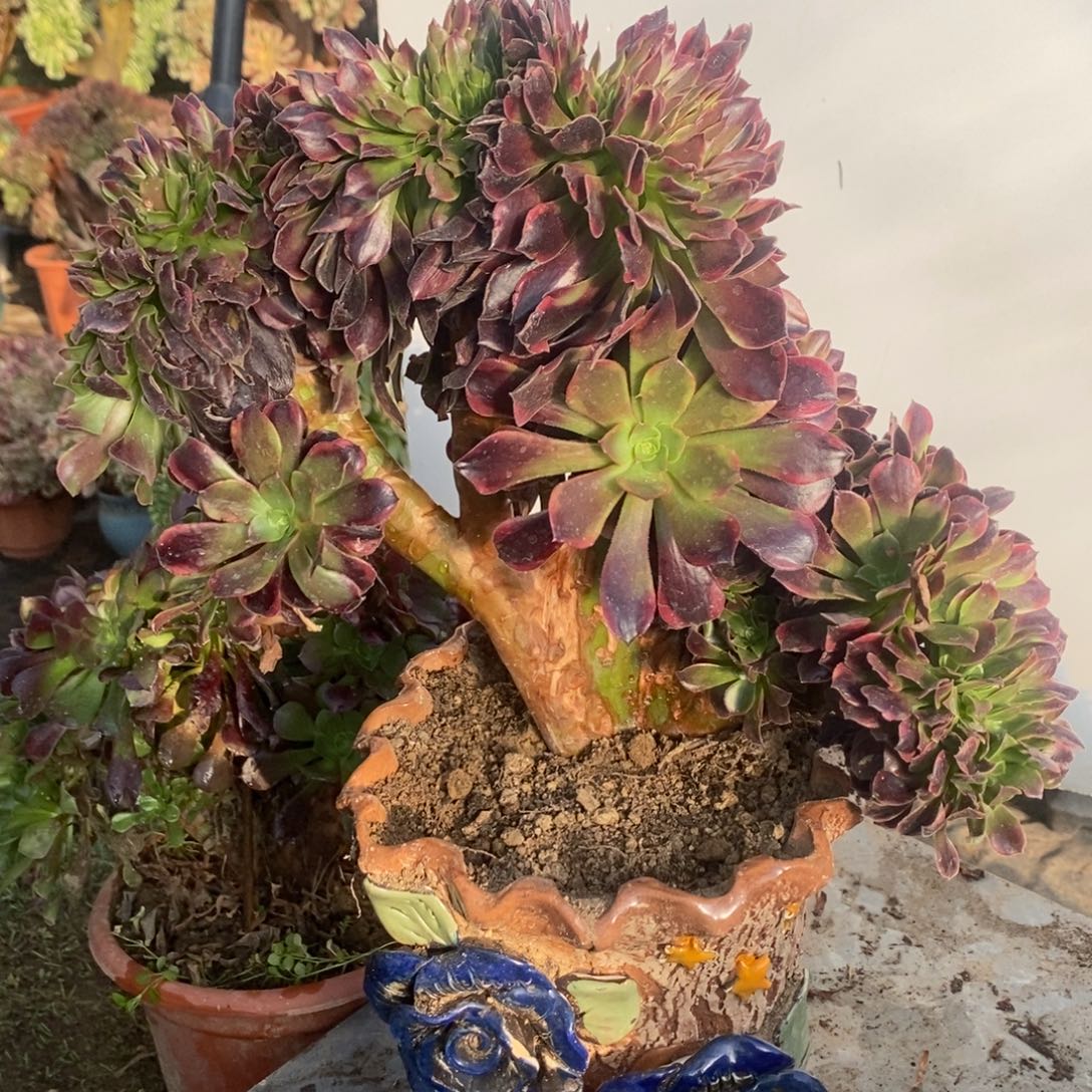 欧嘉莉缀化10386号