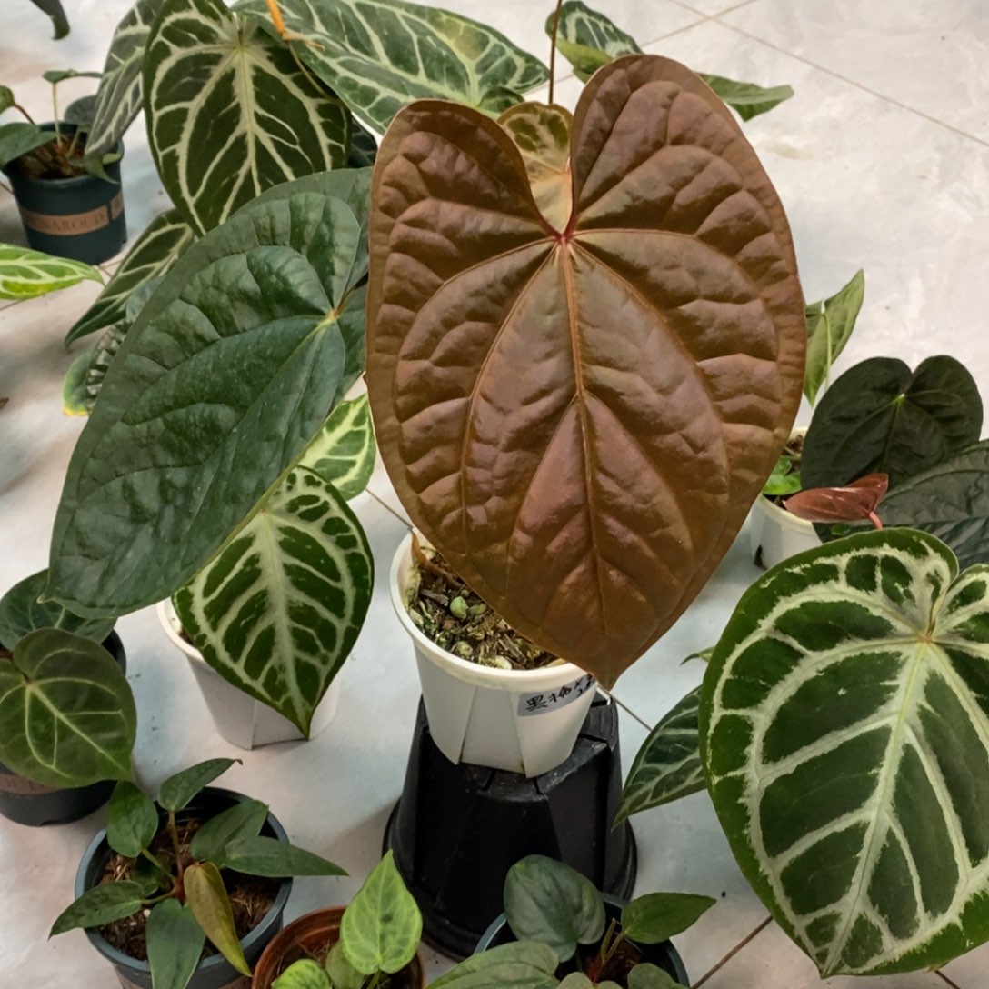 不开花植物黑桃杂奢华
