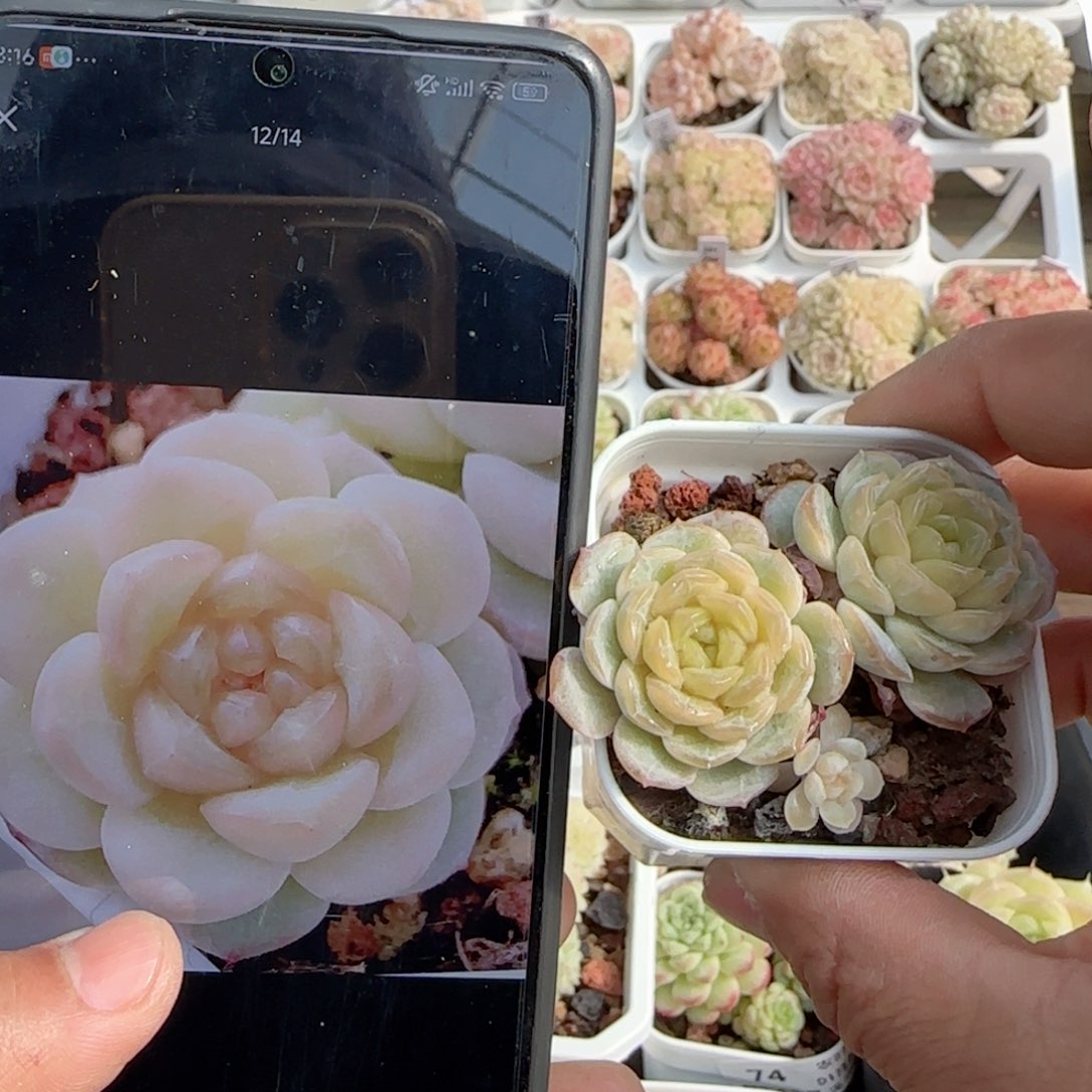 【闪购商品】0124-83宝玉