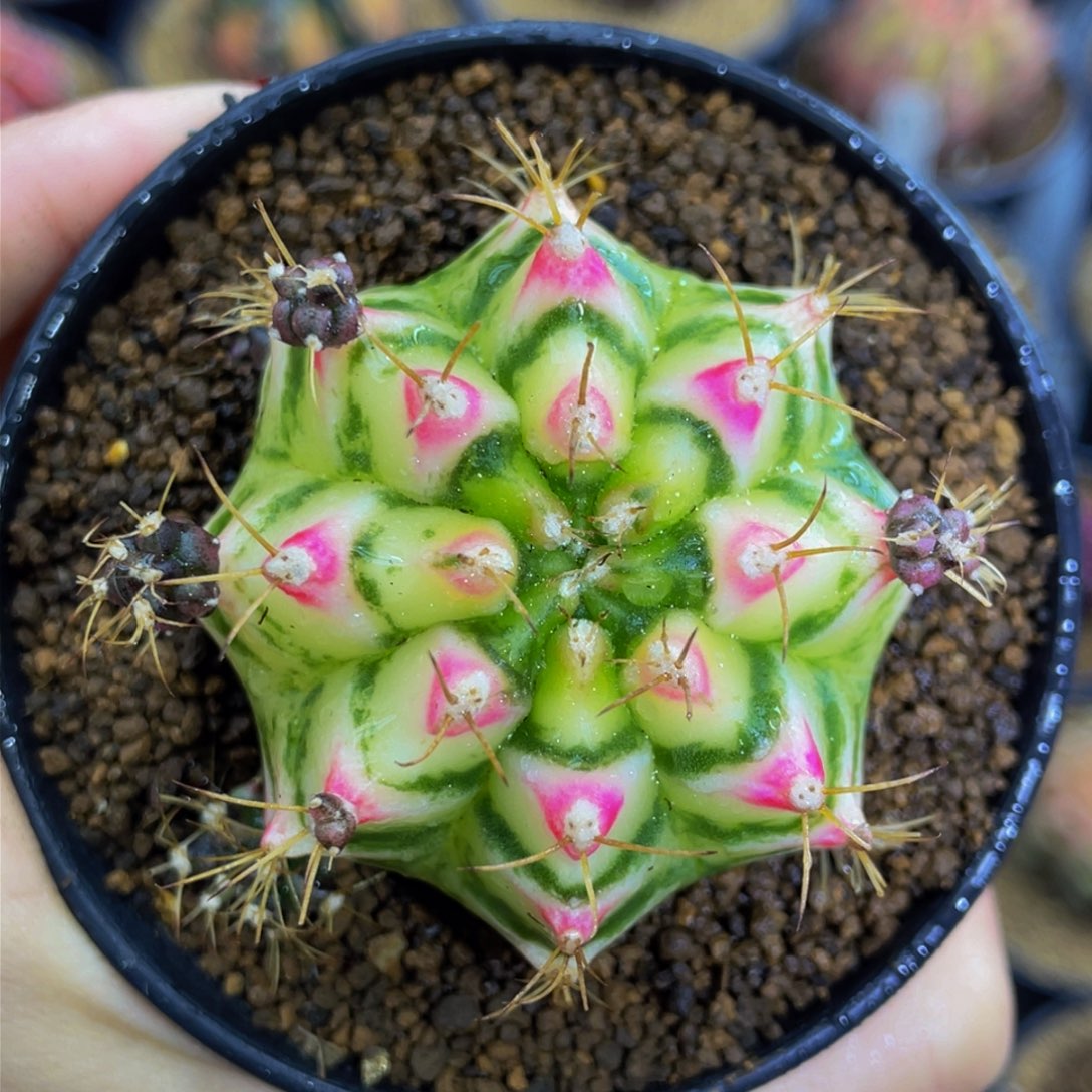 米哈星球00000000009