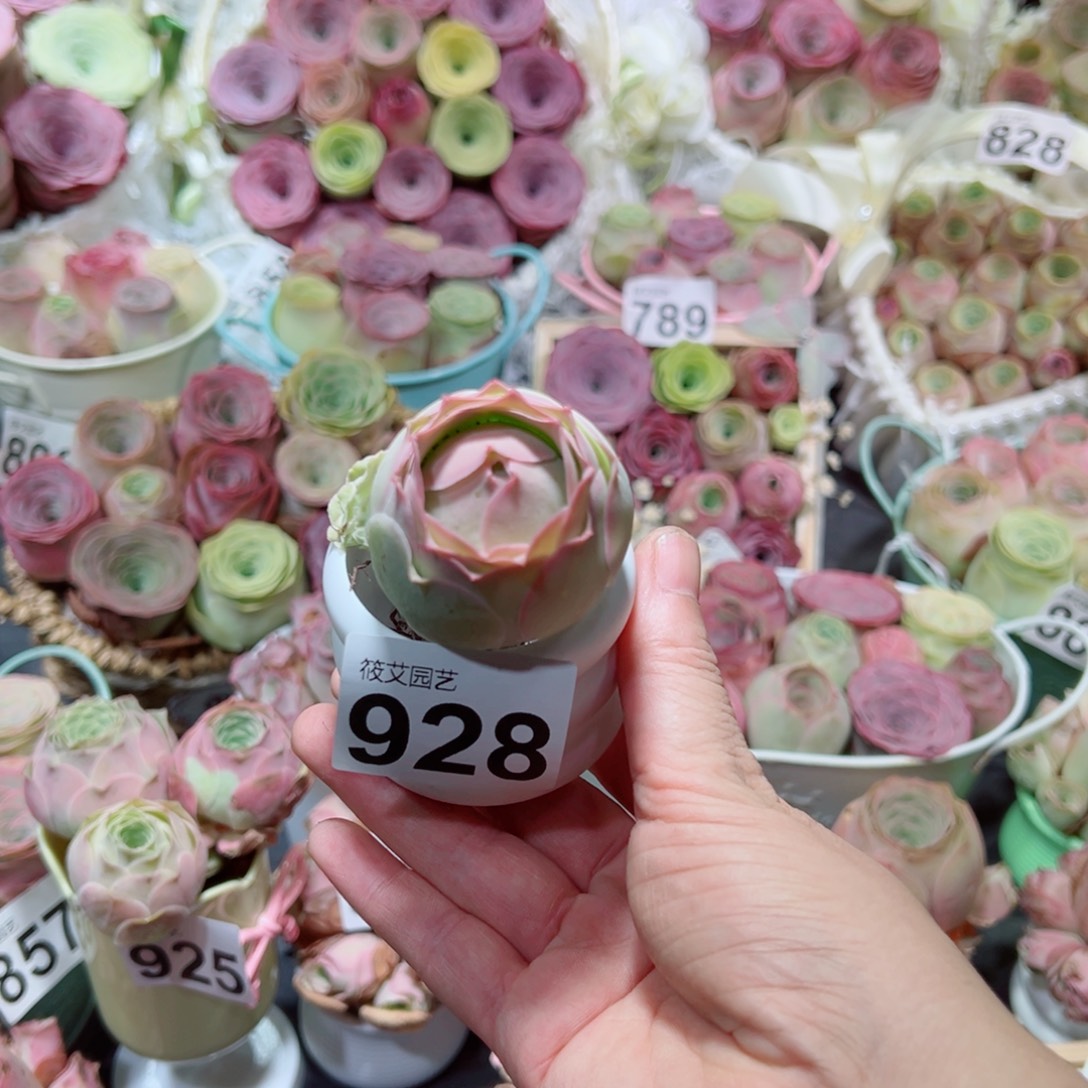 玲***珑928特殊体包子大老桩。  一物一拍