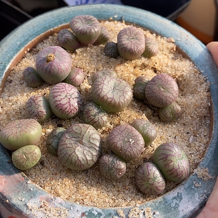 李*14553一组送奶工杂交样本