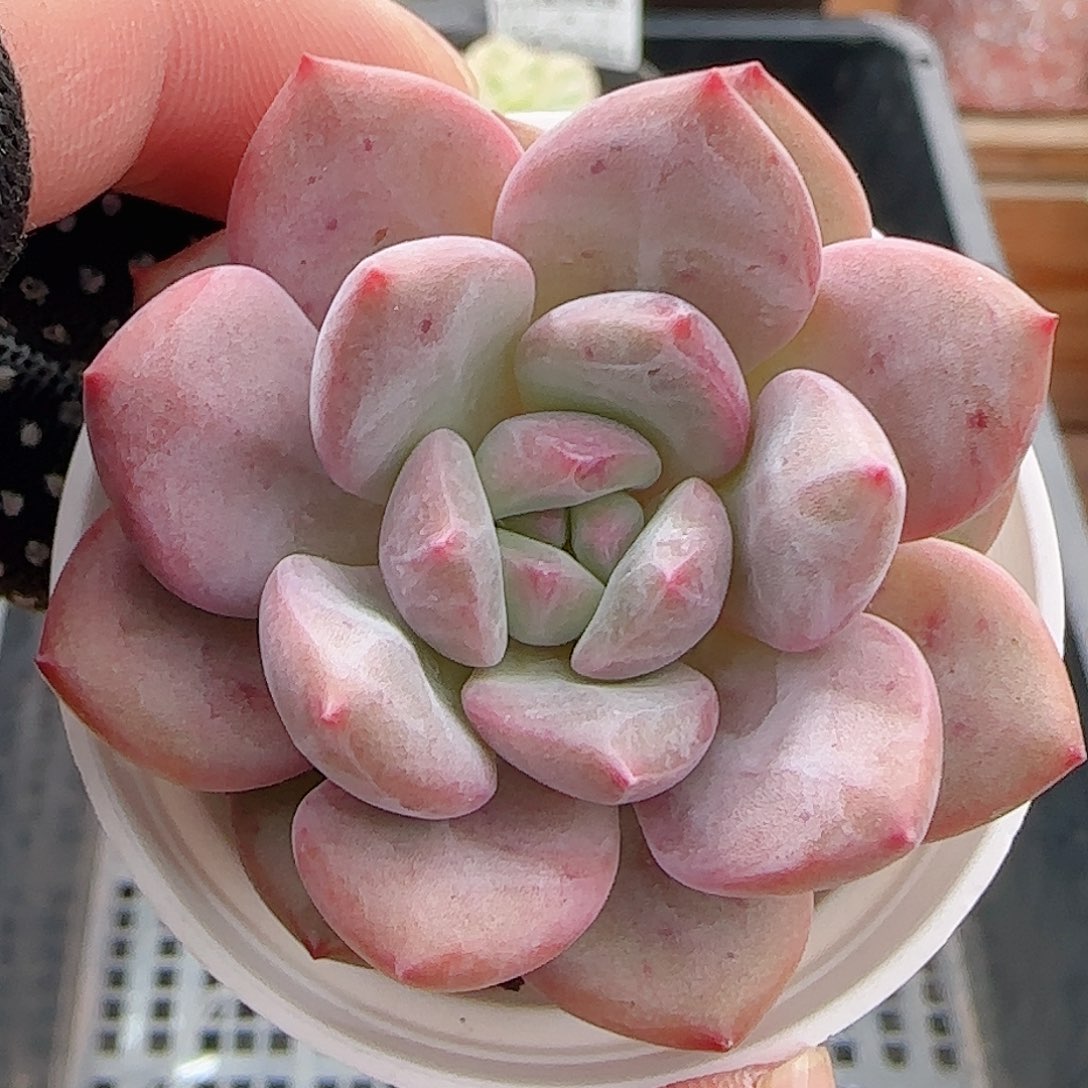 多肉0906-112爱丽儿凌雪