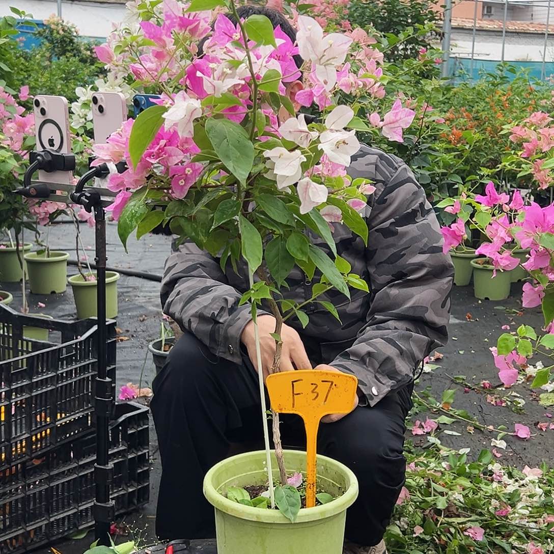 曲***店大部分开放少量花苞F37漳红樱