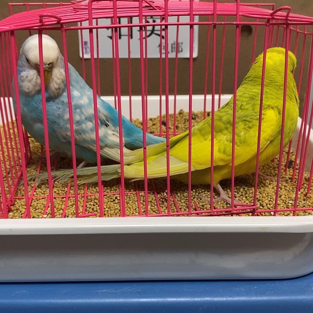 虎皮鹦鹉大头虎皮