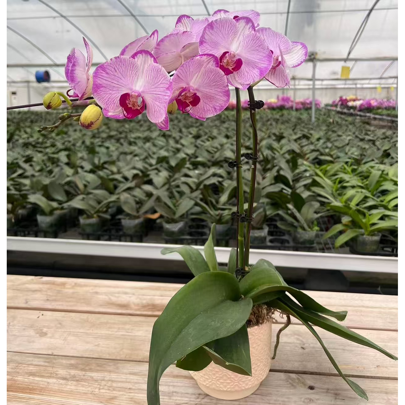 【水蜜桃组盆】蝴蝶兰大苗带花剑四季开花花期长室内浓香型绿植盆栽