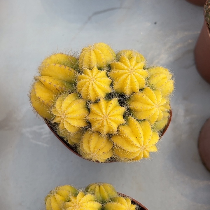 银光锦仙人球仙人球20号