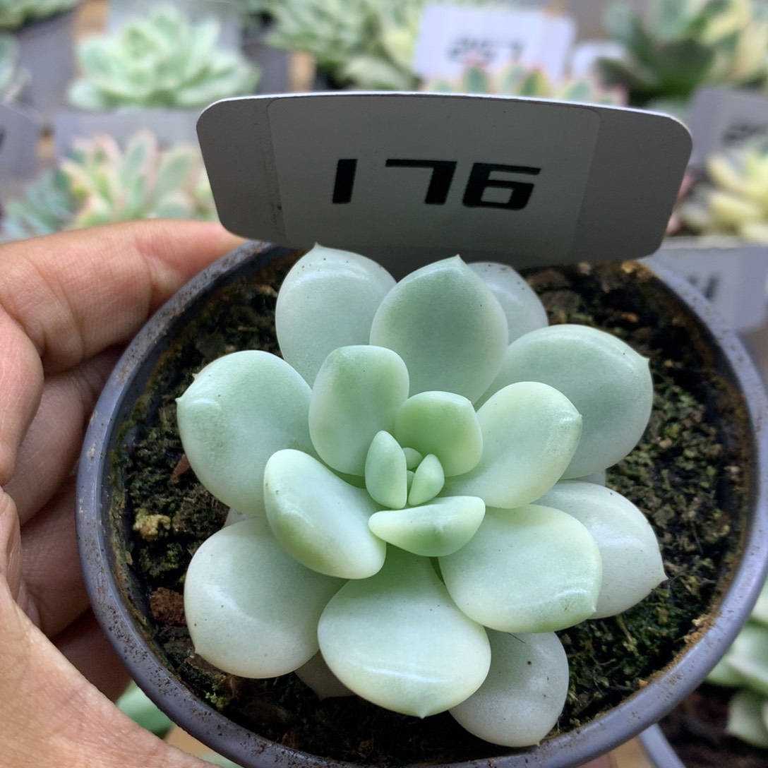 176新香水锦锦锦锦