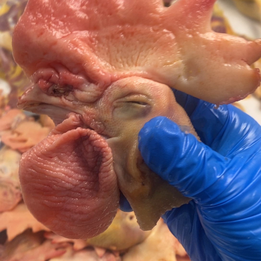 60天包装头0000120