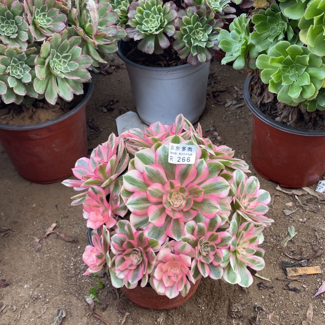 266火龙果多肉法师断枝不包