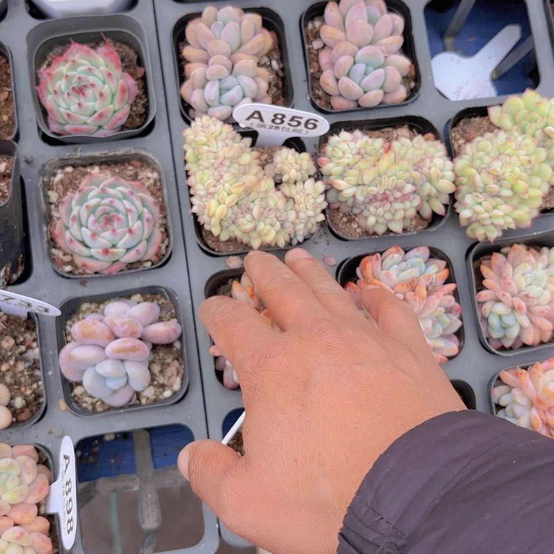 A856勇敢追一物一拍