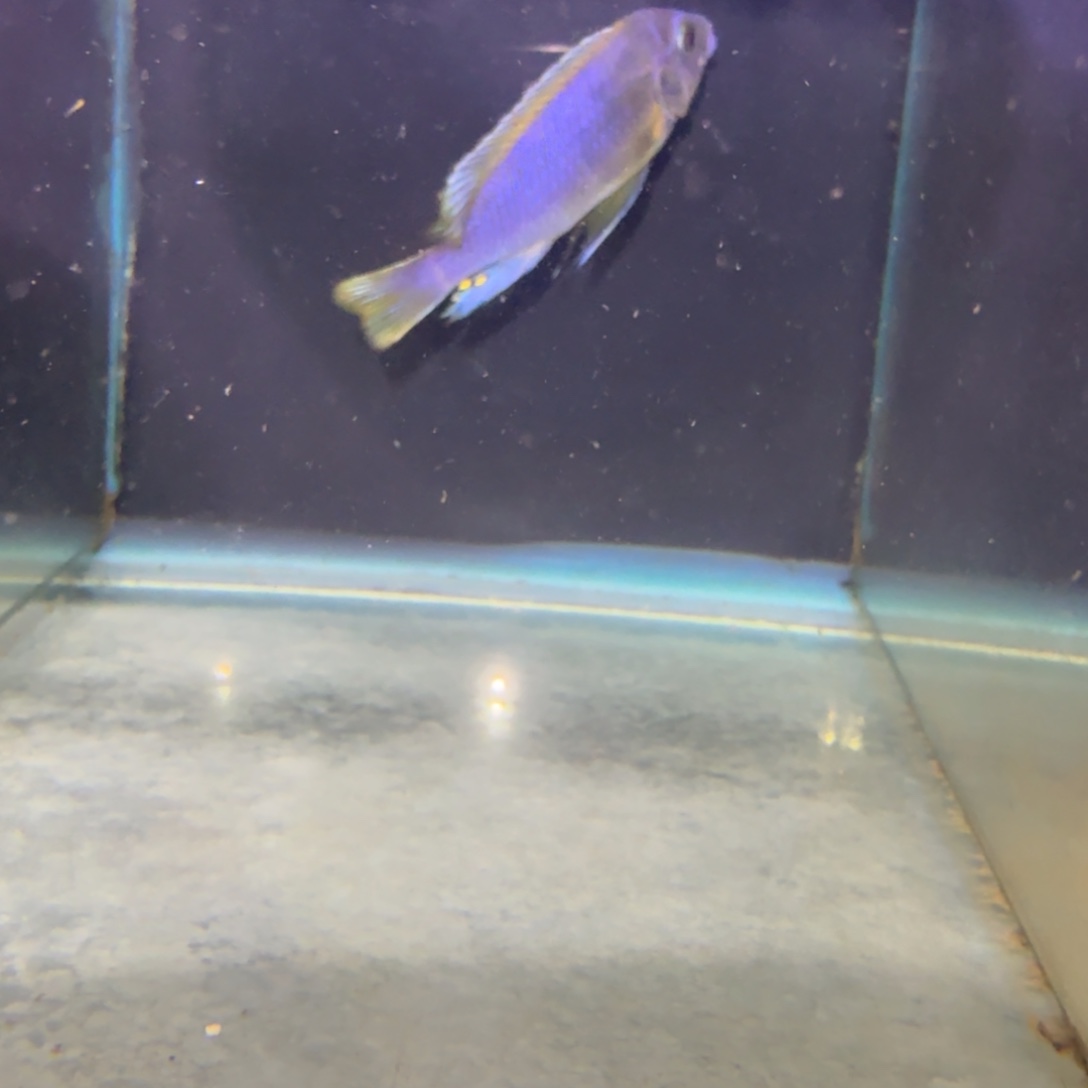 萧***慈鲷鱼65号黄腹斑马9-10