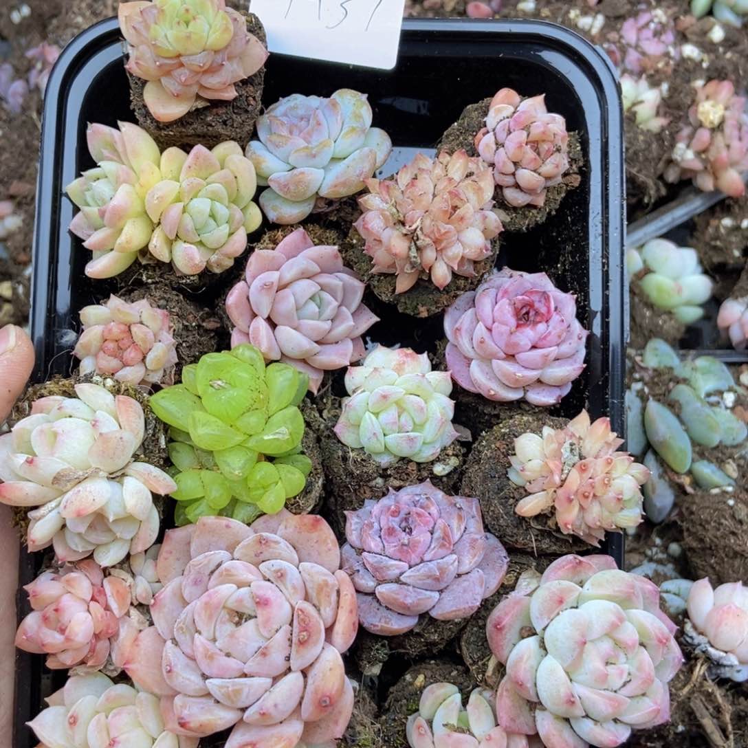 春泥家框拍链接H37