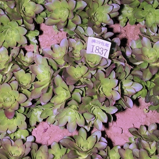 837魅金玫瑰多肉植物