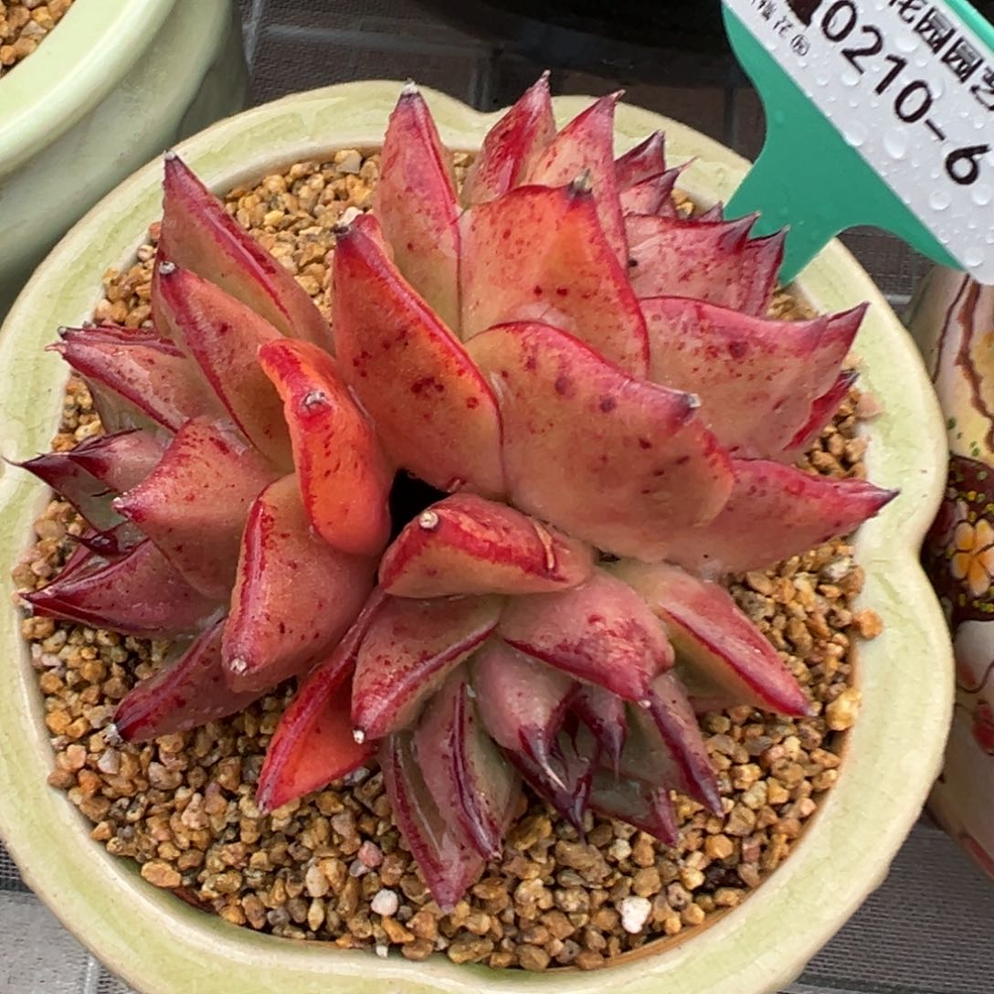 多肉一物一拍0210-6