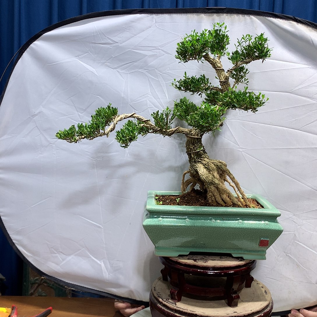 无花朵黄杨盆景一物一拍