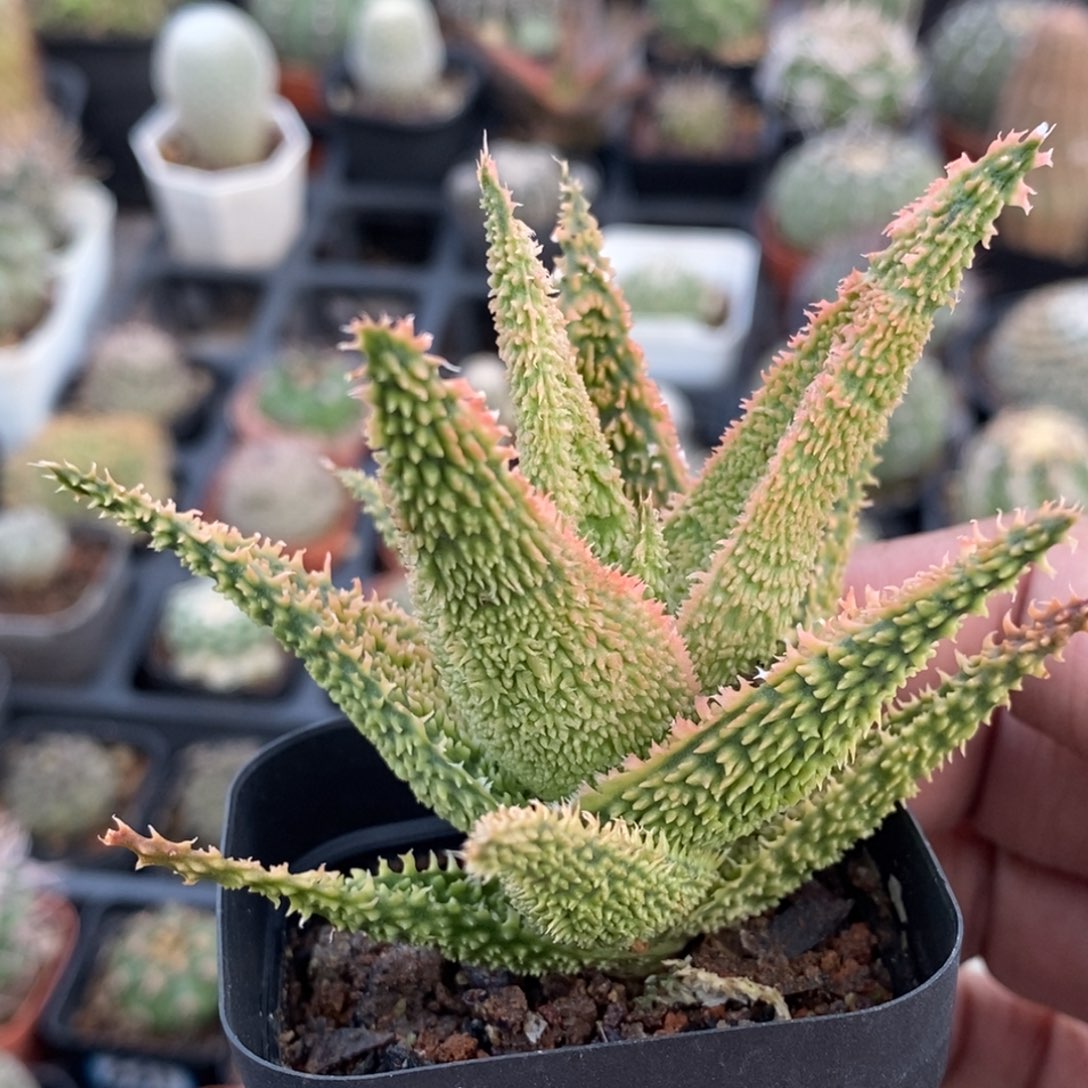 植播园艺哥斯拉芦荟