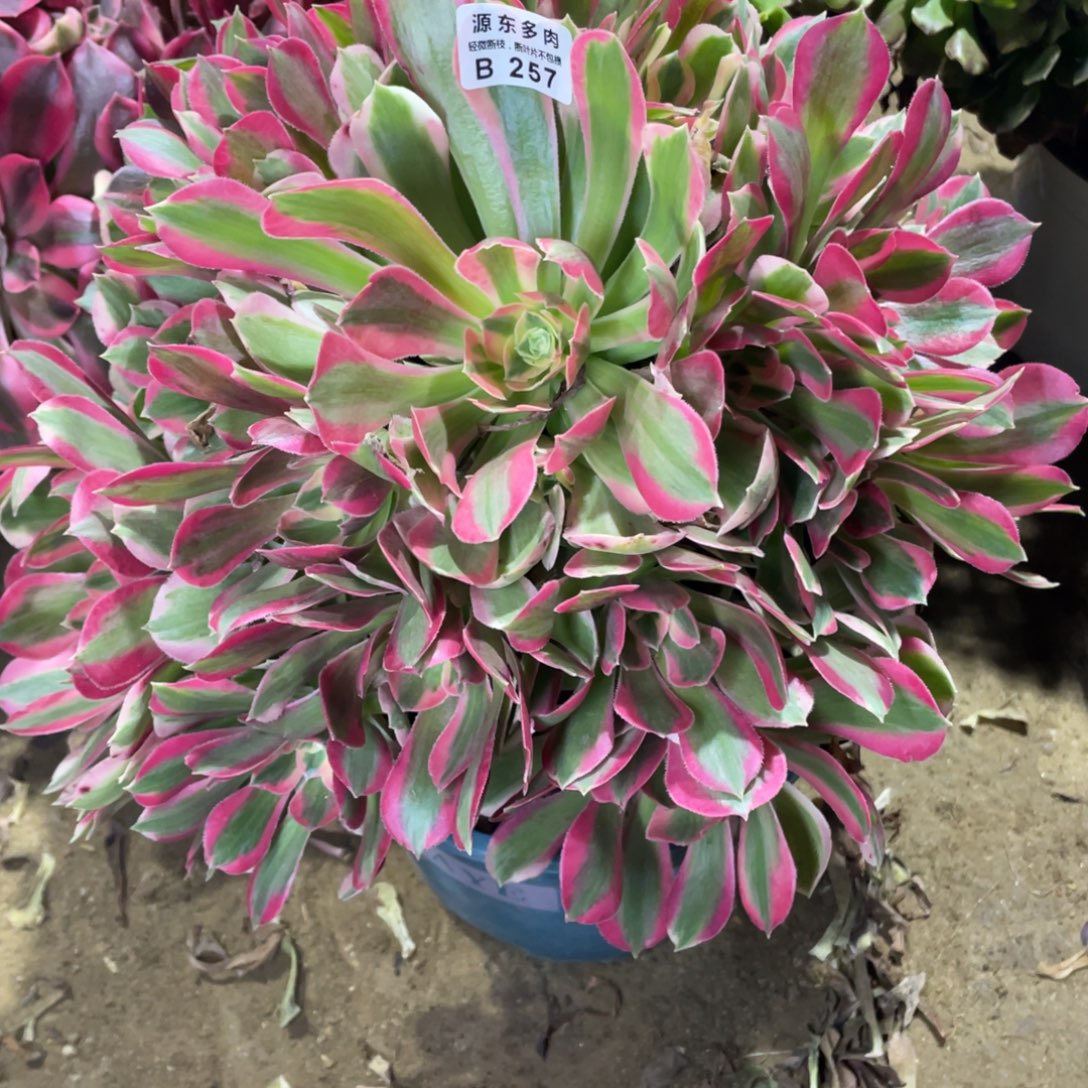 257粉女巫多肉法师断枝不包