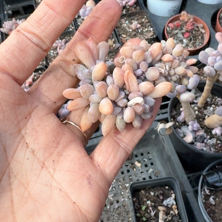 淡***笑vhgfdfghgggt031