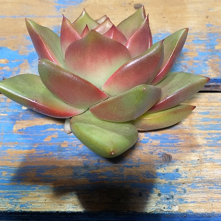 快***囚黄玛大漏4         