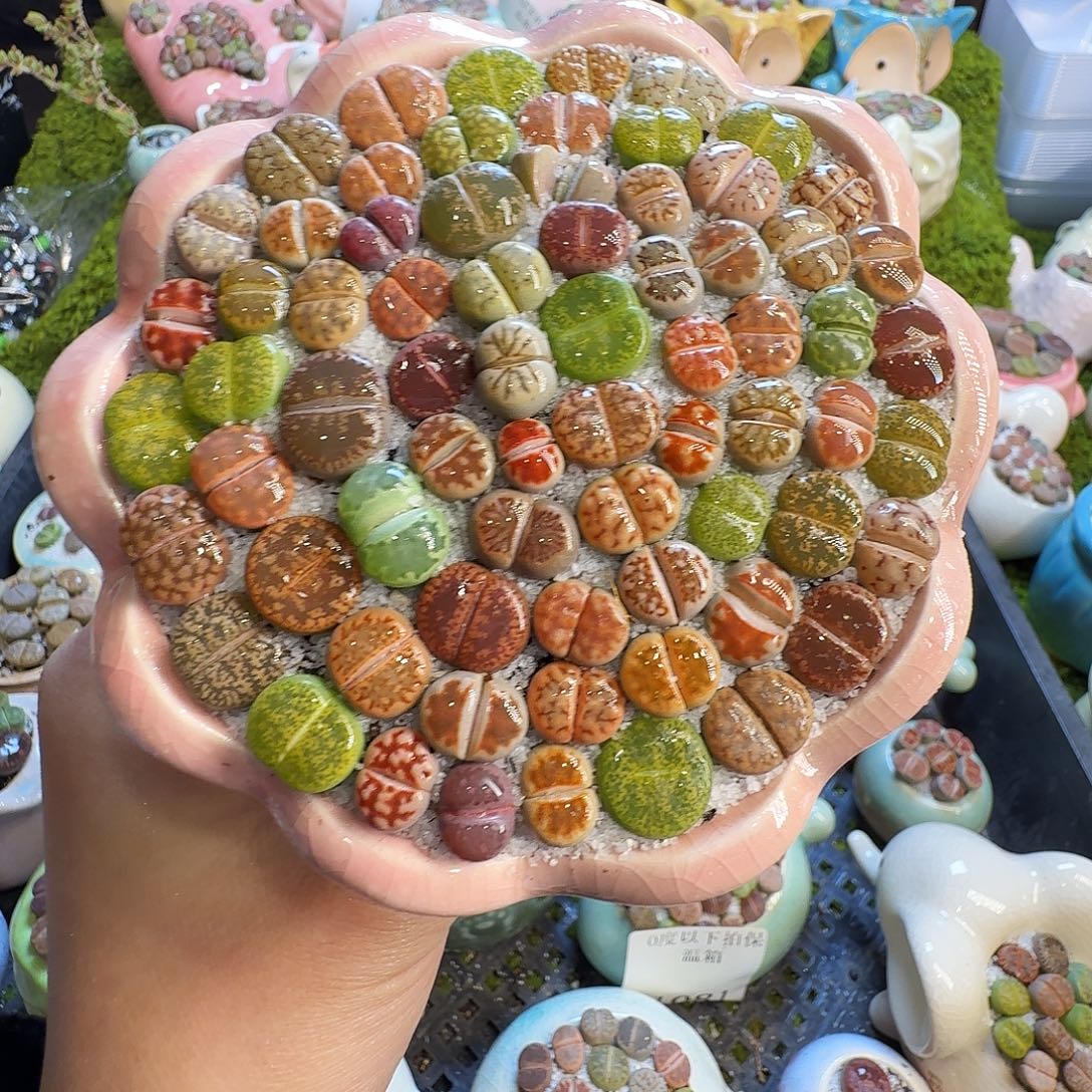 多肉葡萄的味道真的1099