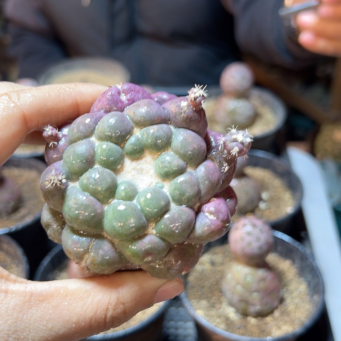 20号自根紫肌蜘蛛眼6.5公分