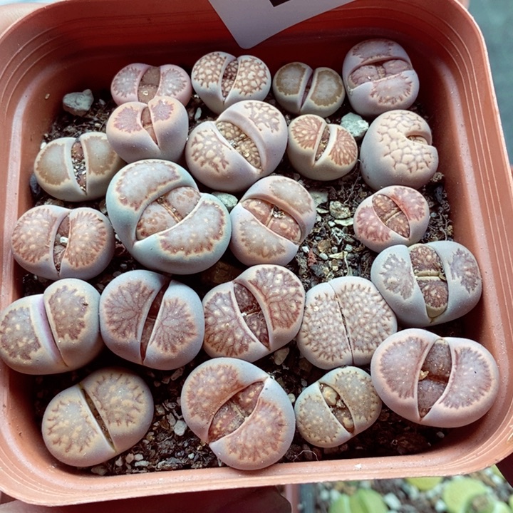 我是一只小小鸟地域鬼585