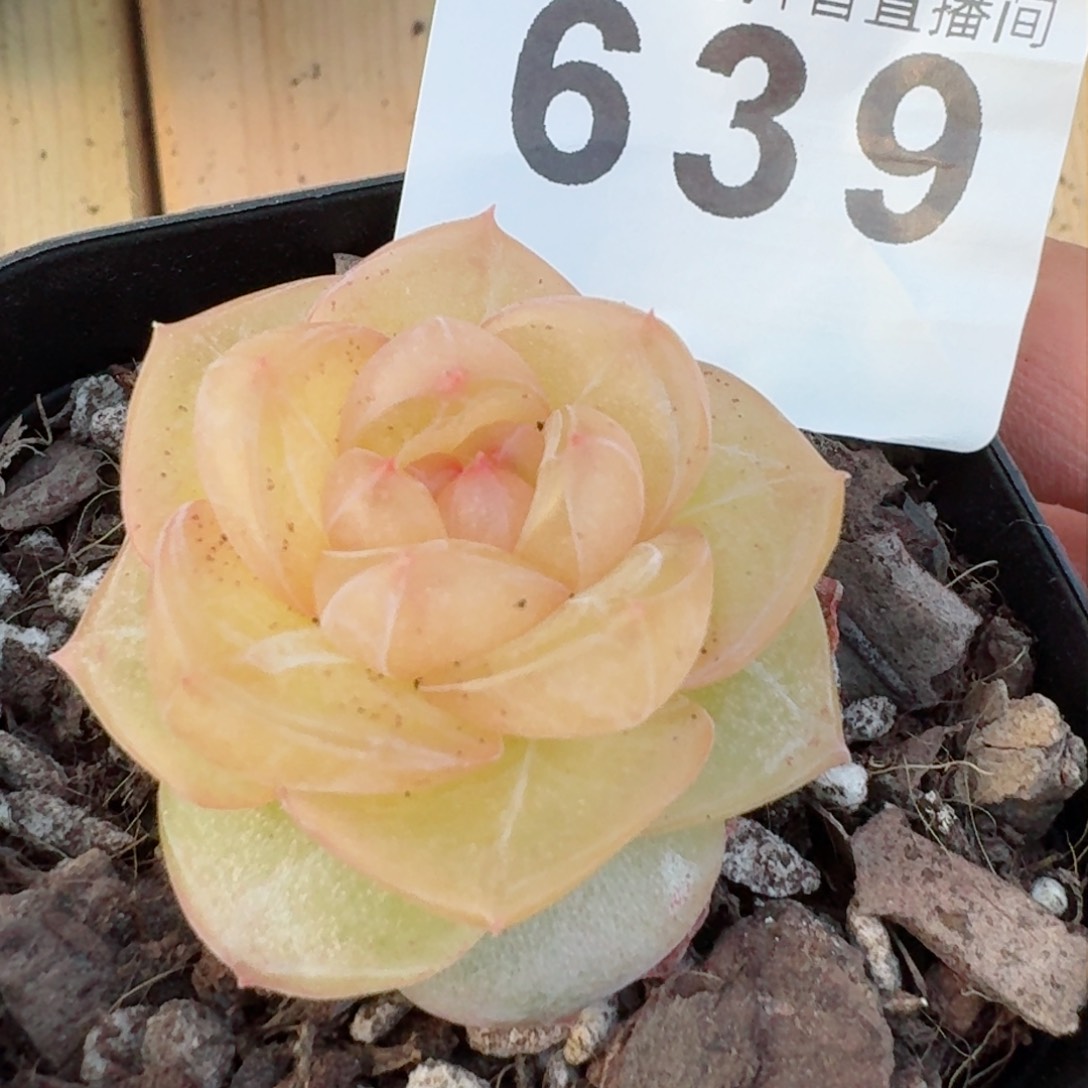 玛瑙         精品多肉