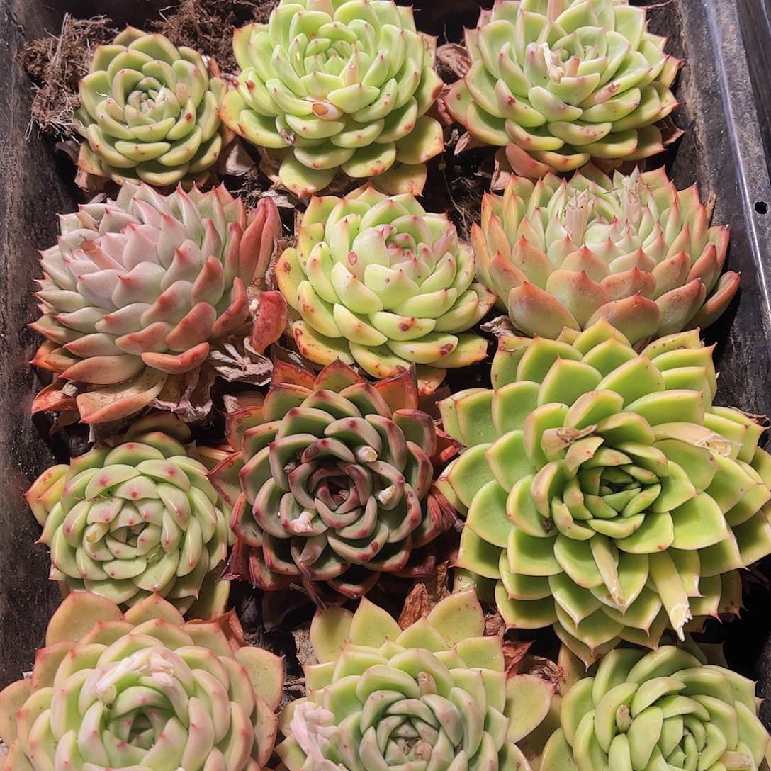 直播福利一物一拍55