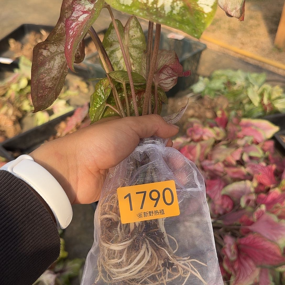 完全开放1790如烟裸球不售后