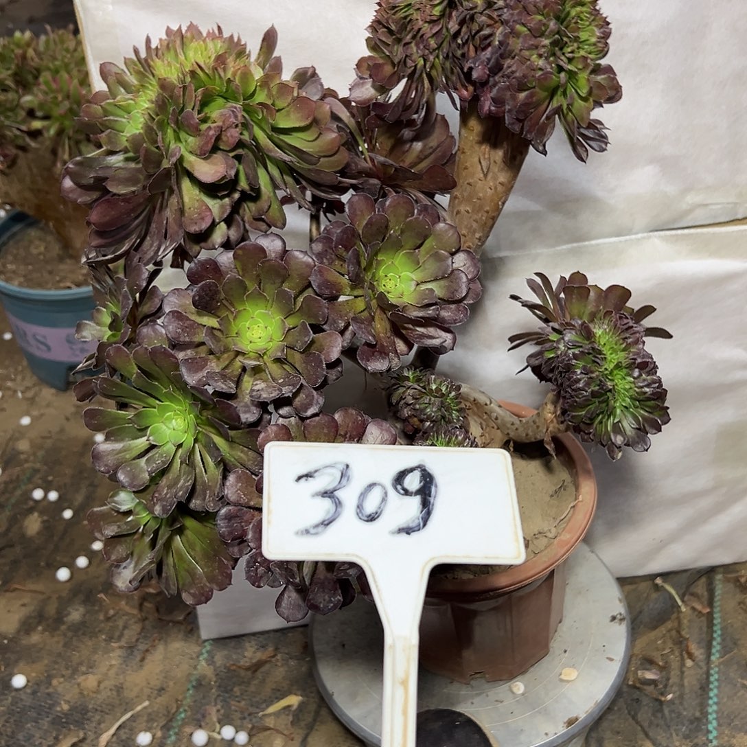 多肉植物铜壶一体化309